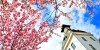 Kirschblüten mit Turm
