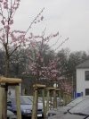 Kirschbäume Schönherrfabrik